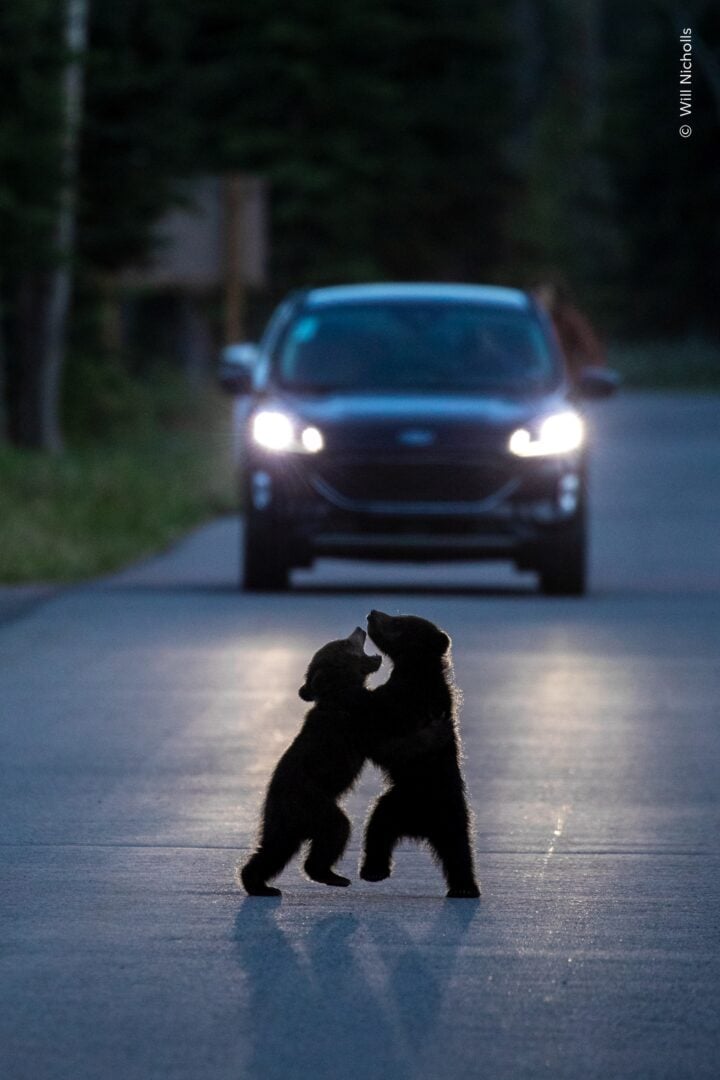 Wildlife photographer of the year 2026 people's choice