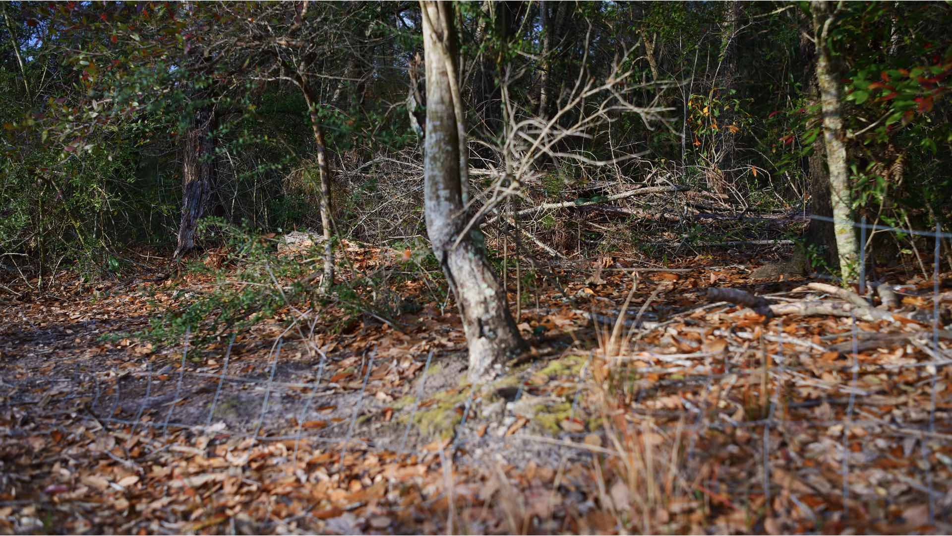 Background focus