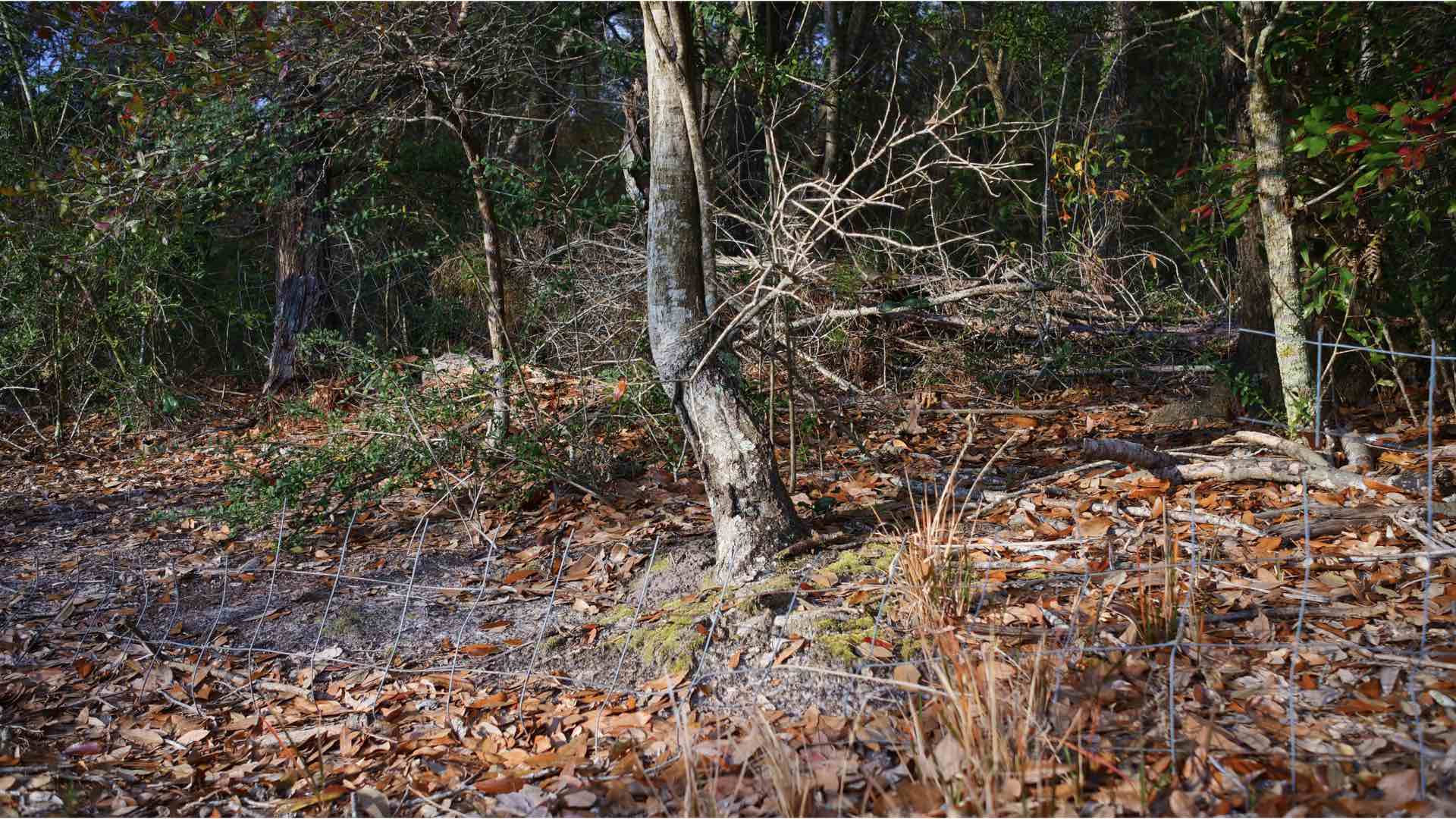 A sample photograph