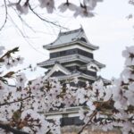 Cherry Blossom Festival