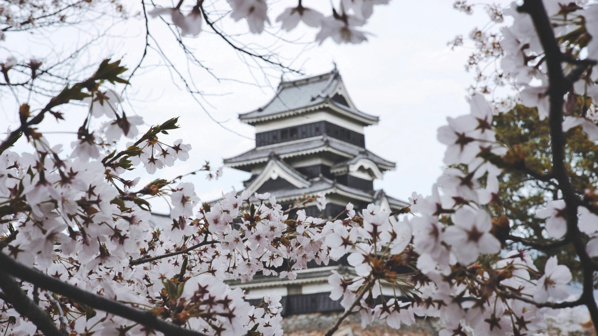 Cherry Blossom Festival