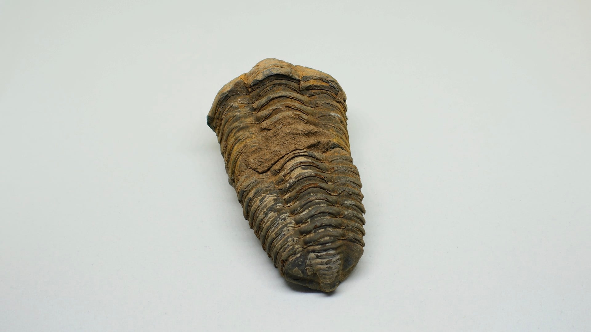 Trilobite photograph Open Source Focus Stacking result