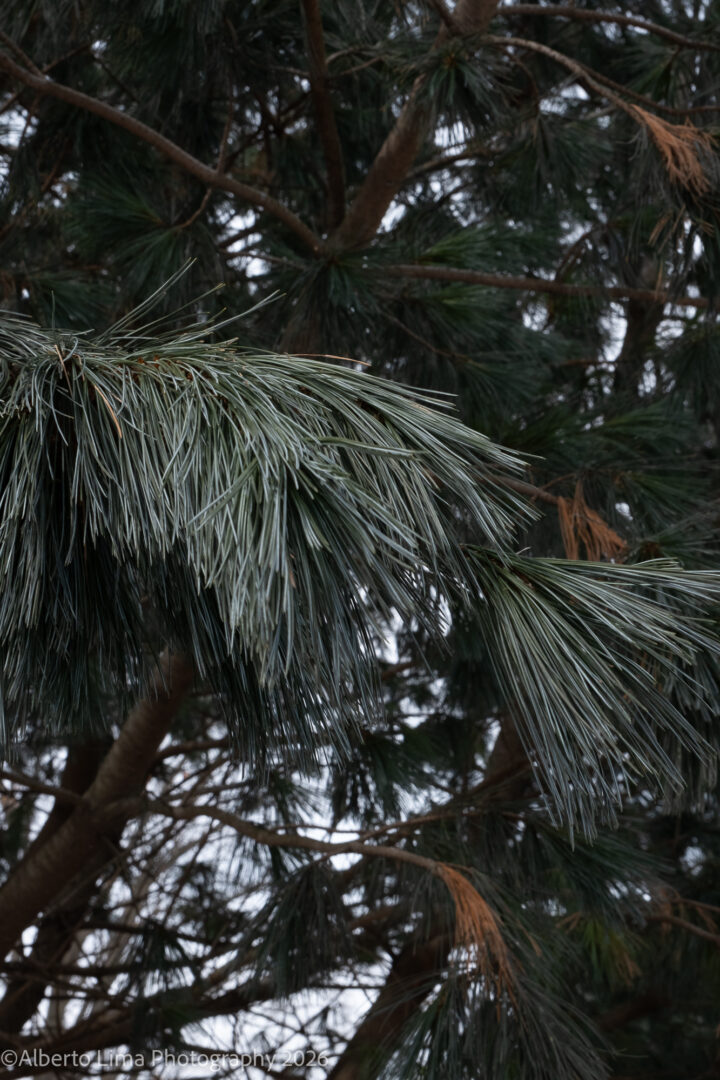 An unedited sample image taken with the Fujifilm X-T30 III.