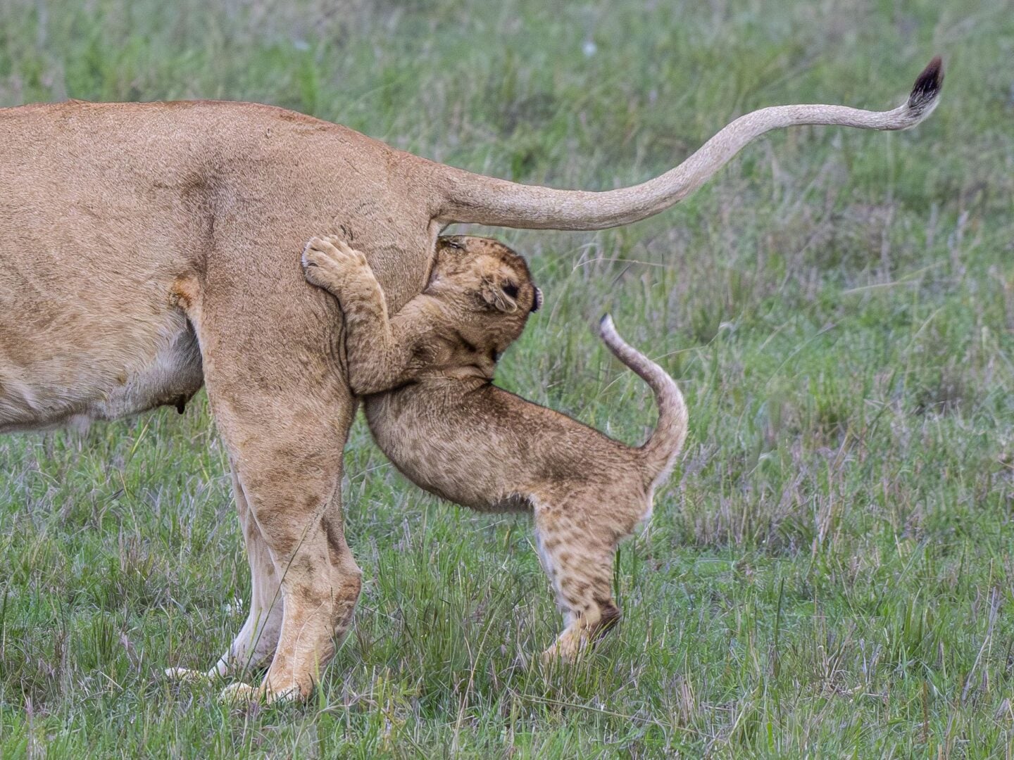 funny wildlife photos