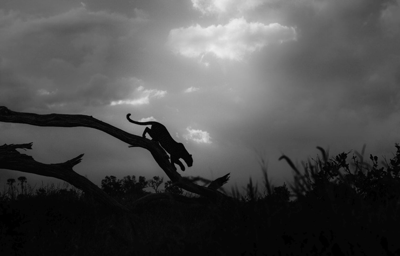 Sony World Photography Awards 2026 National Regional