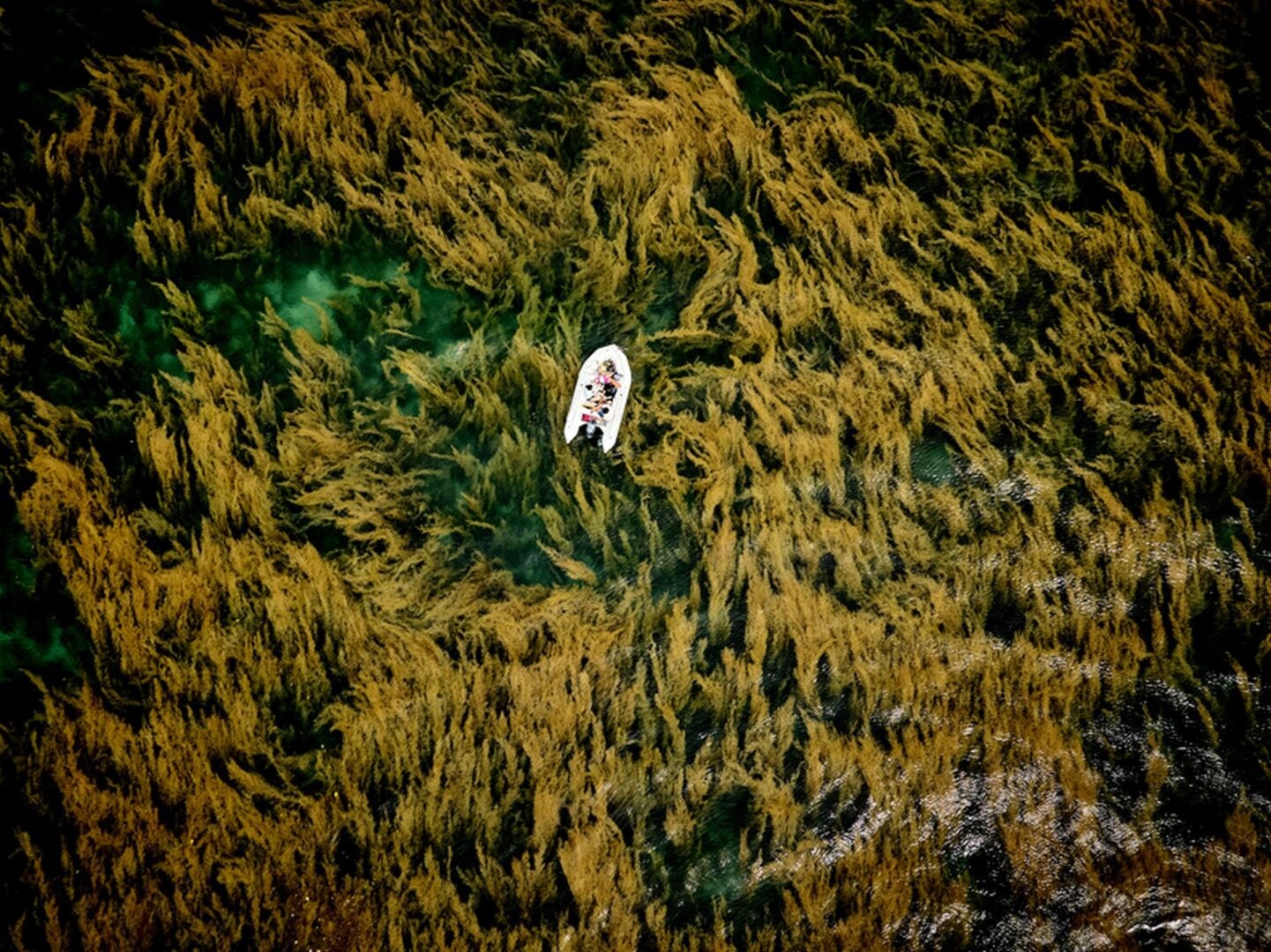 Sony World Photography Awards 2026 National Regional