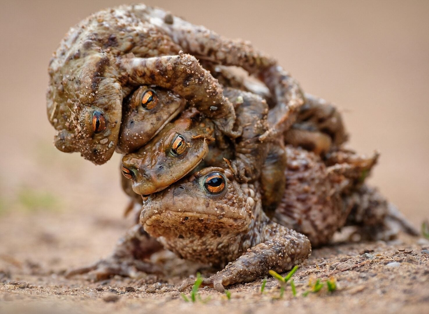 comedy wildlife 2026 unseen