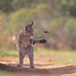Wildlife Photographer of the Year People's Choice 2026