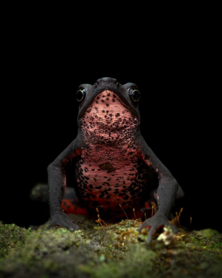Sony World Photography Awards 2026 National Regional