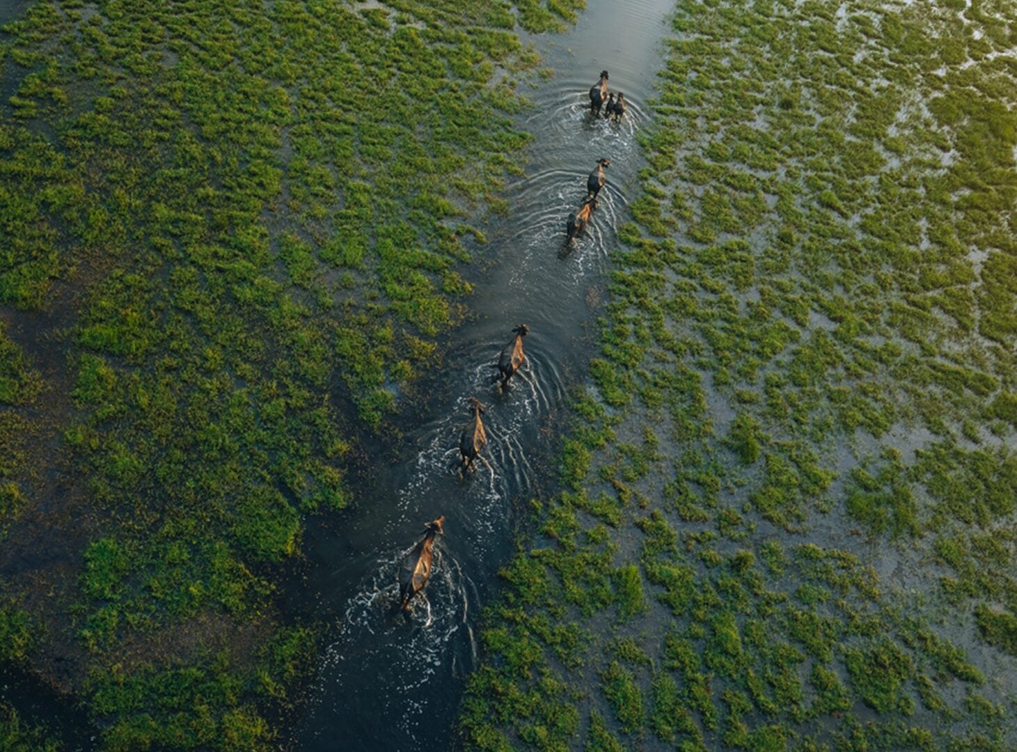 Sony World Photography Awards 2026 National Regional