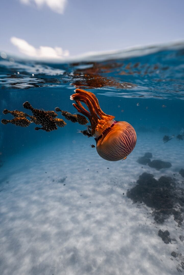 Sony World Photography Awards 2026 National Regional