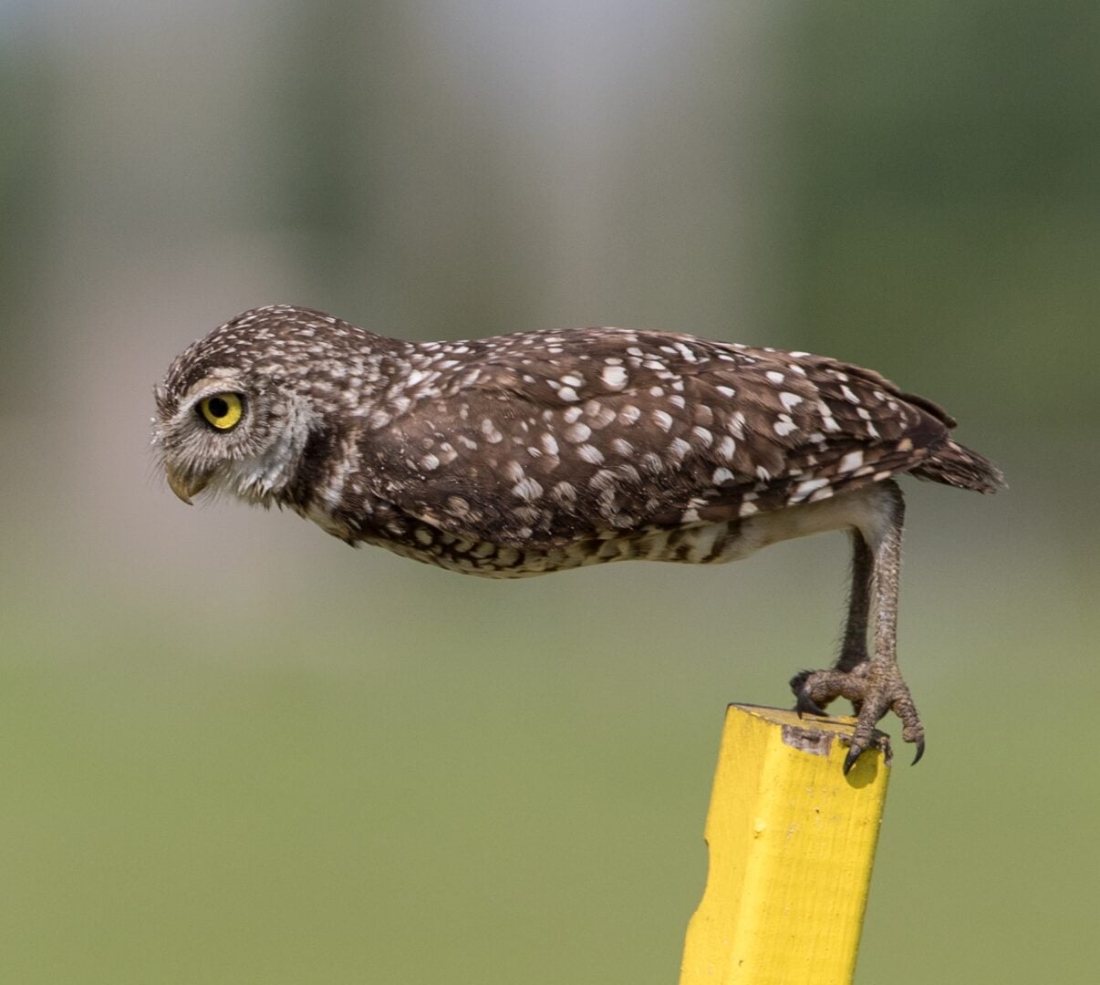 funny wildlife photos