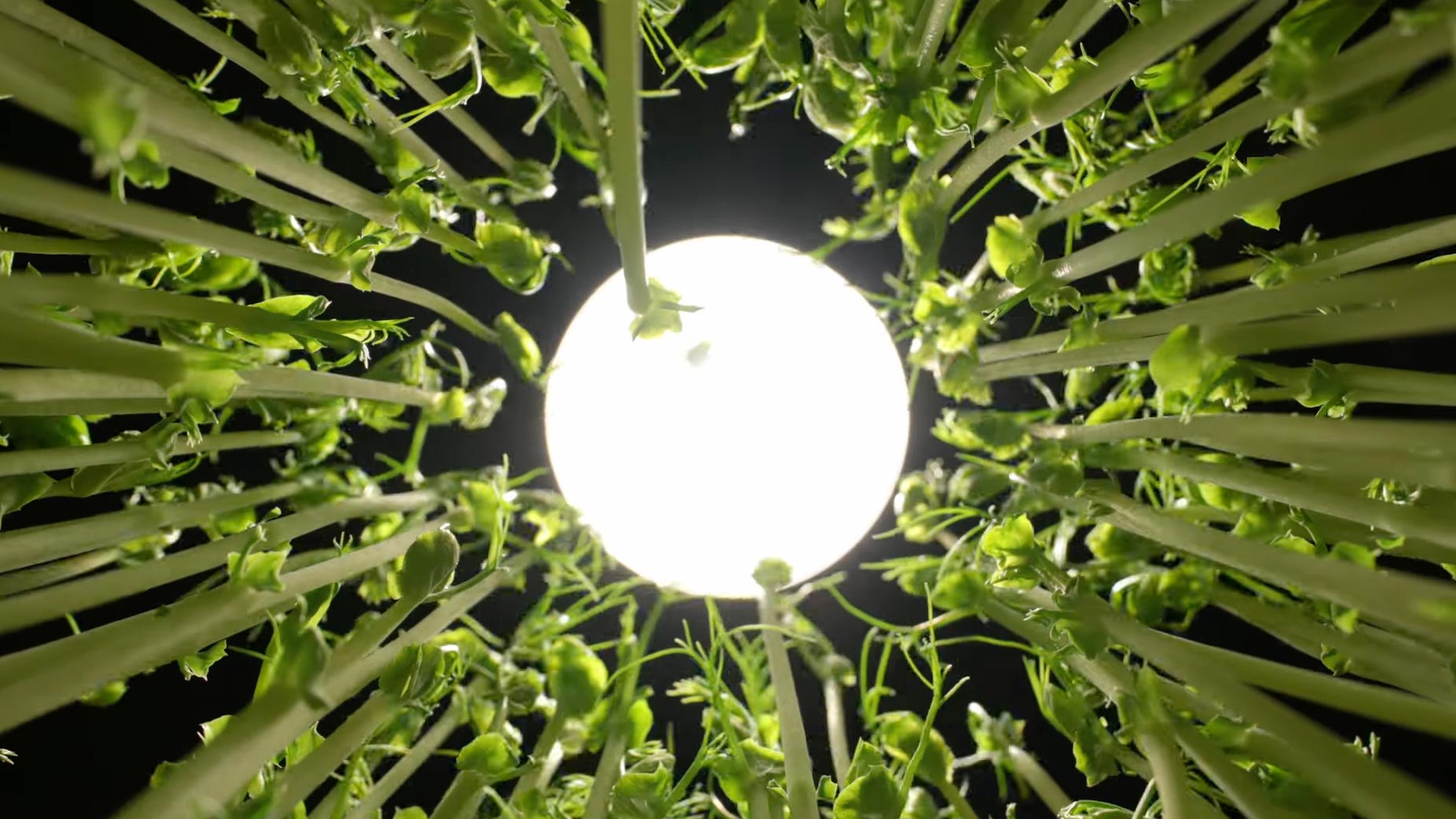 A Cake Tin, Soil, and a Camera Are All You Need to Make This Delightfully Weird Timelapse