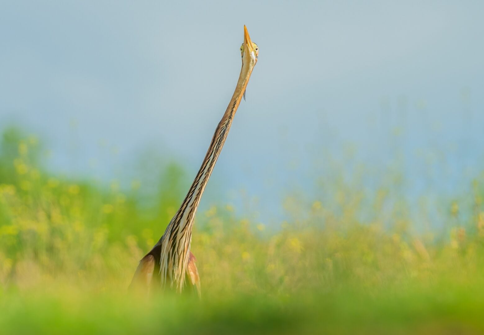 funny wildlife photos