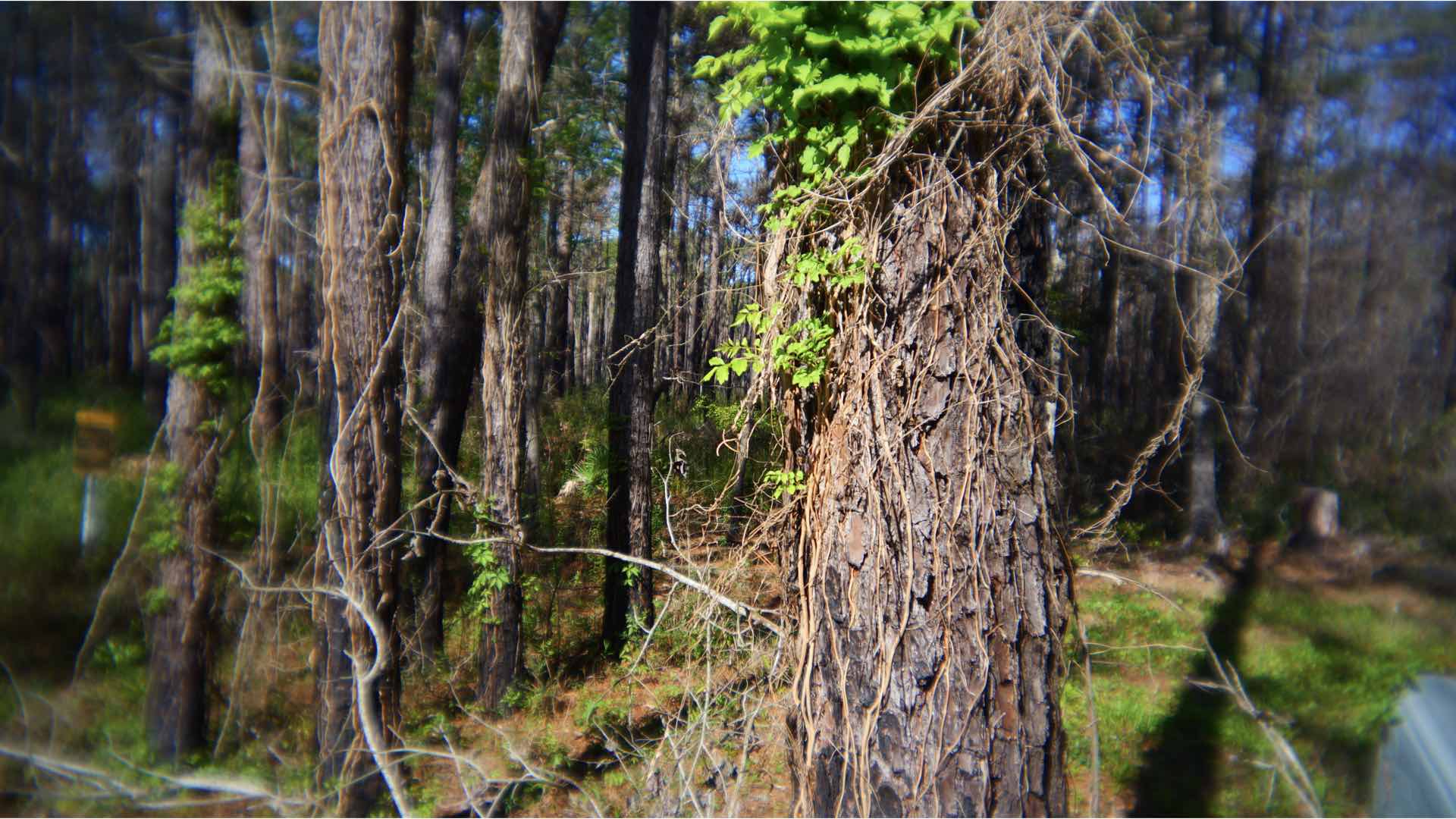 Sample photograph