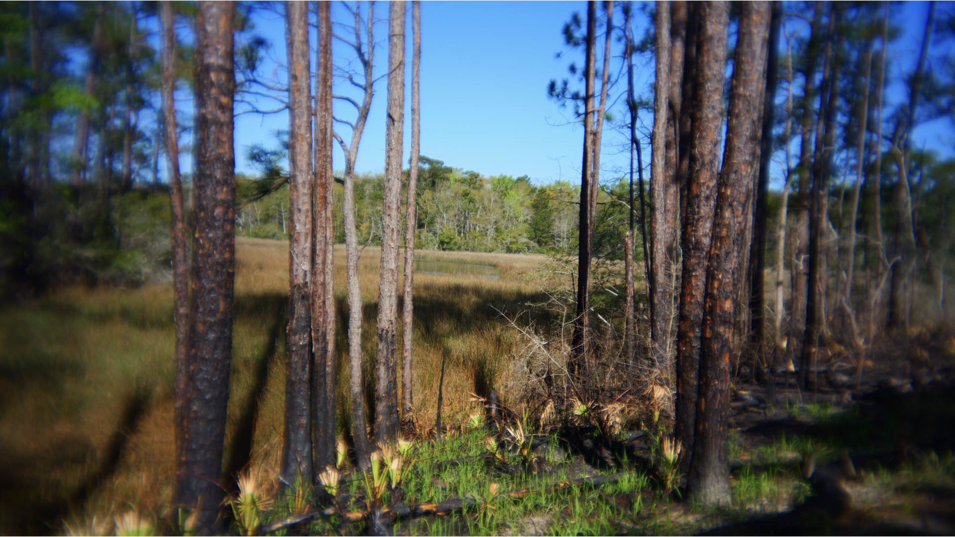 Sample photograph