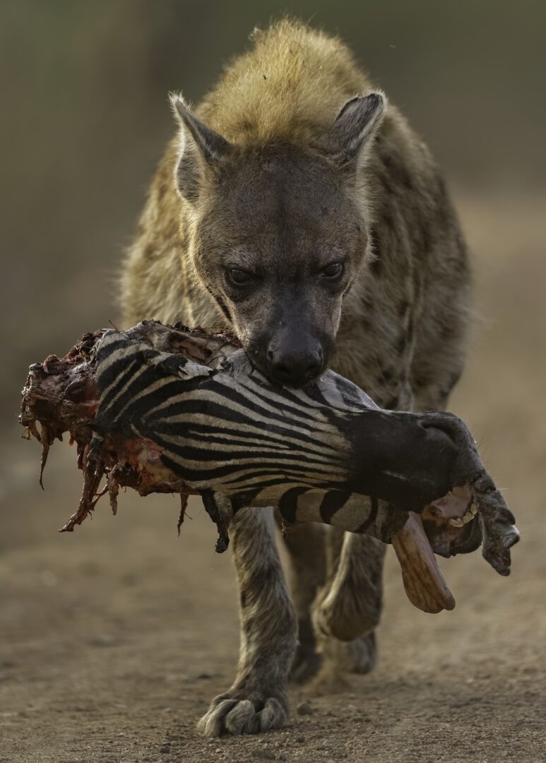 A Hyena with a Zebra’s Head Wins CUPOTY ‘Death & Decay’ Showing Nature at its Rawest