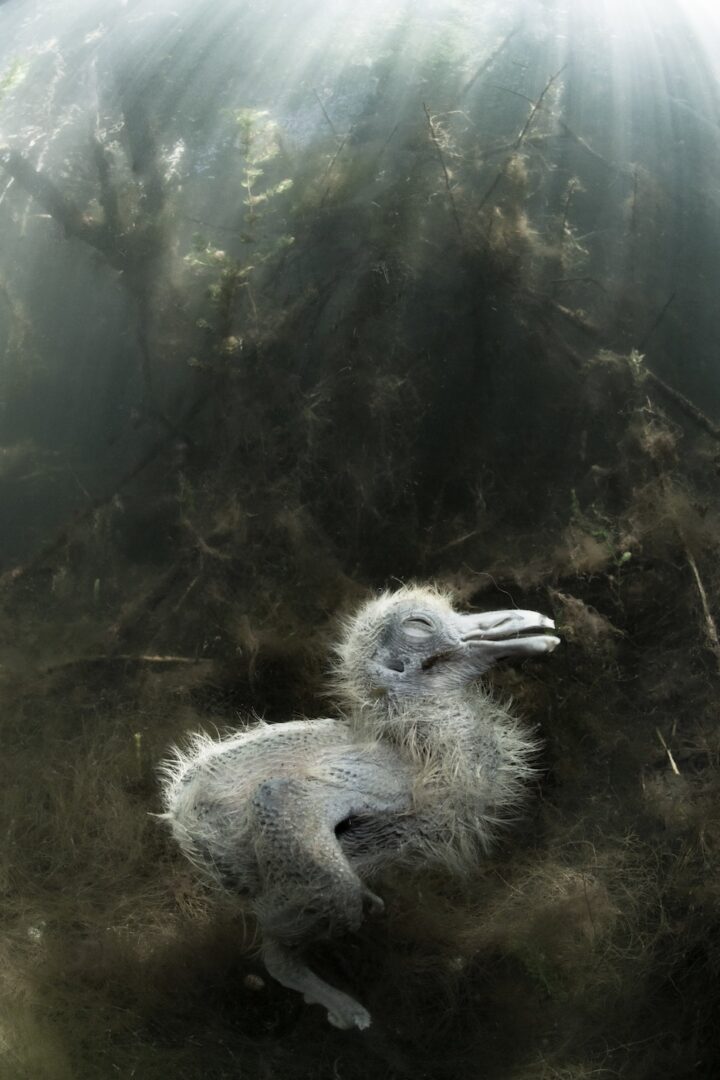 A Hyena with a Zebra’s Head Wins CUPOTY ‘Death & Decay’ Showing Nature at its Rawest