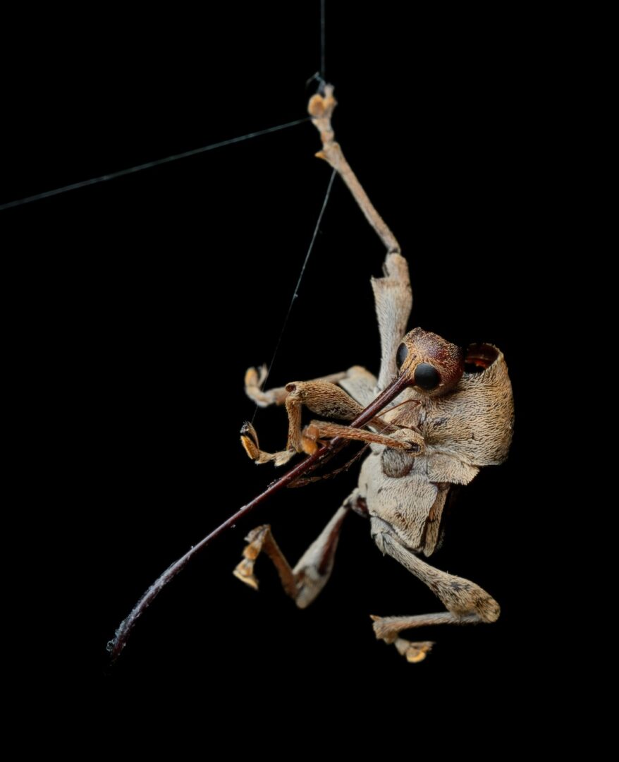 A Hyena with a Zebra’s Head Wins CUPOTY ‘Death & Decay’ Showing Nature at its Rawest