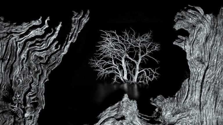 A Hyena with a Zebra’s Head Wins CUPOTY ‘Death & Decay’ Showing Nature at its Rawest