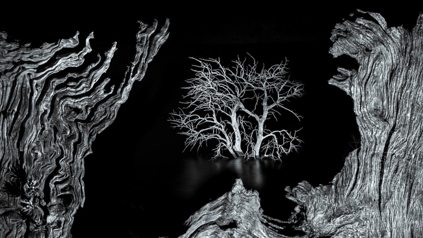 A Hyena with a Zebra’s Head Wins CUPOTY ‘Death & Decay’ Showing Nature at its Rawest