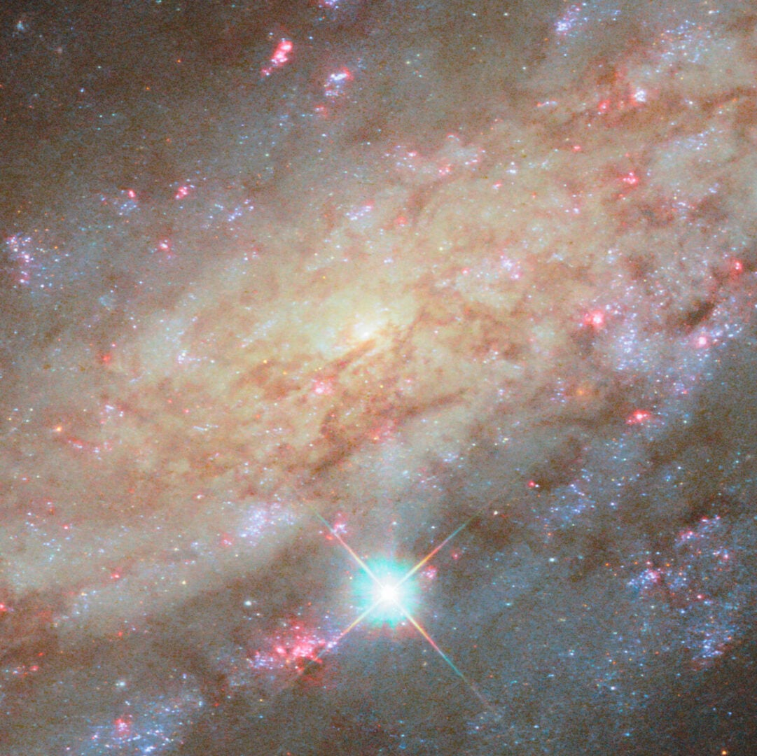 A close-up (cropped) view of the core region of NGC 3137 that hosts a supermassive black hole. Credit: ESA/Hubble & NASA, D. Thilker and the PHANGS-HST Team