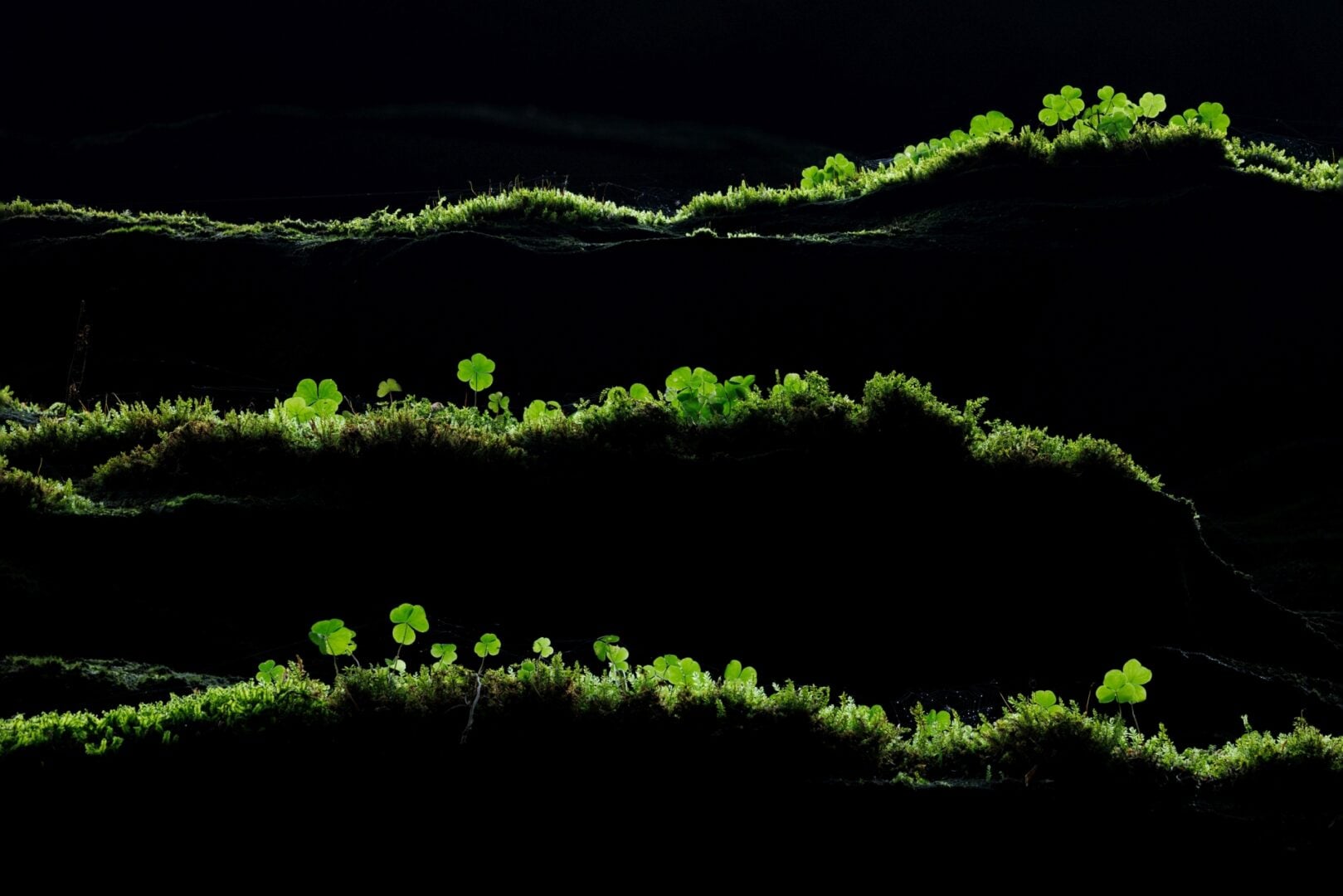 GDT Nature Photographer of the Year 2026 winners