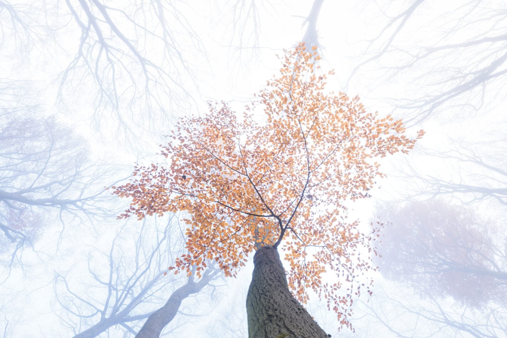 GDT Nature Photographer of the Year 2026 winners