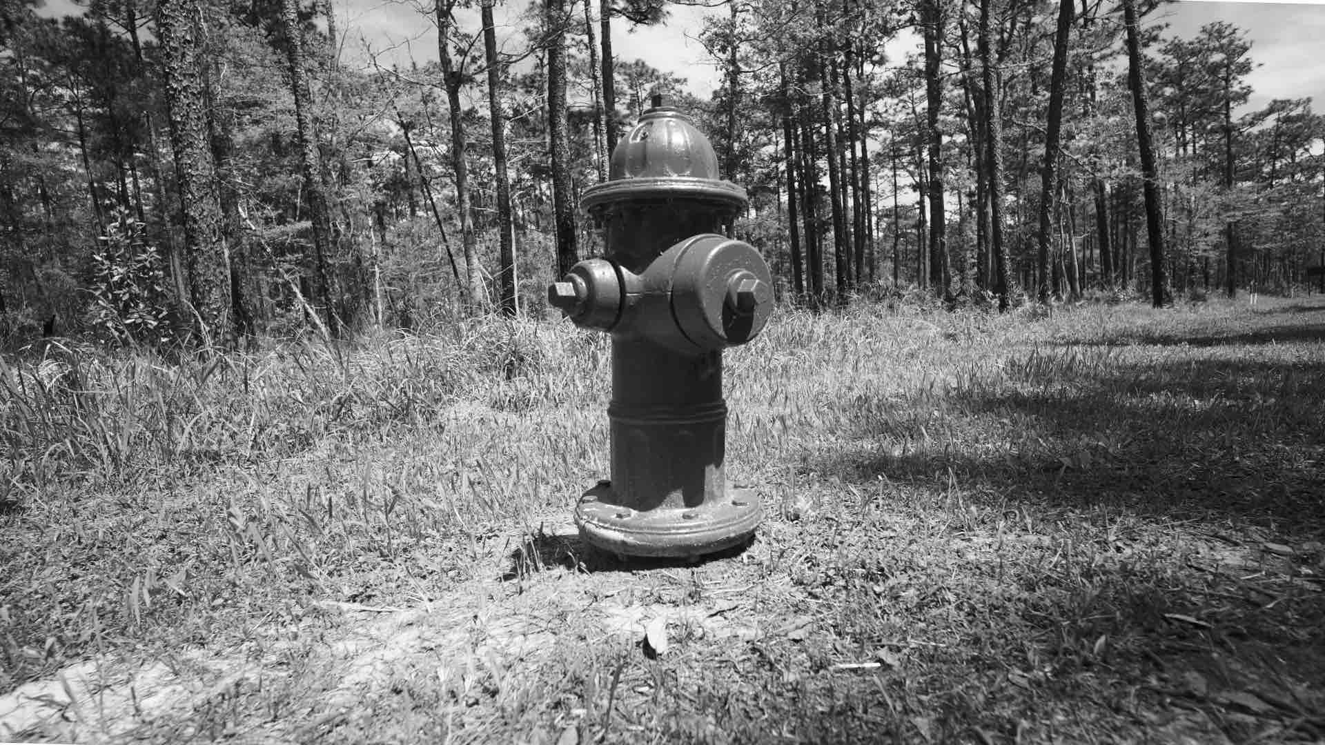 A sample photograph