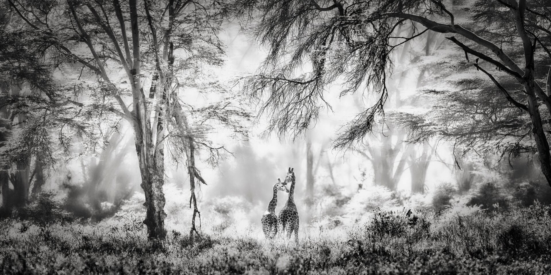 epson pano awards 2026 call for entries