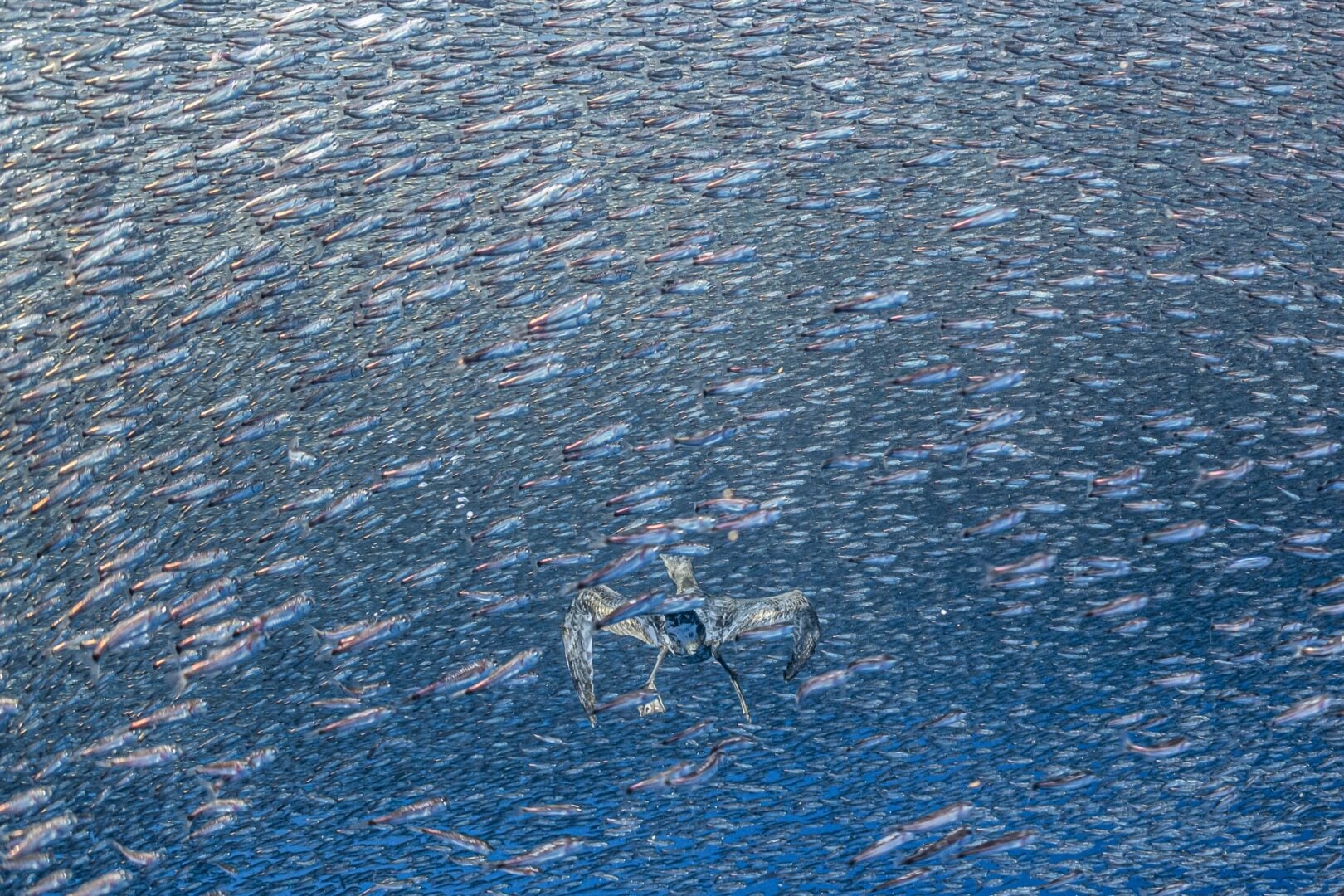 Ocean winner