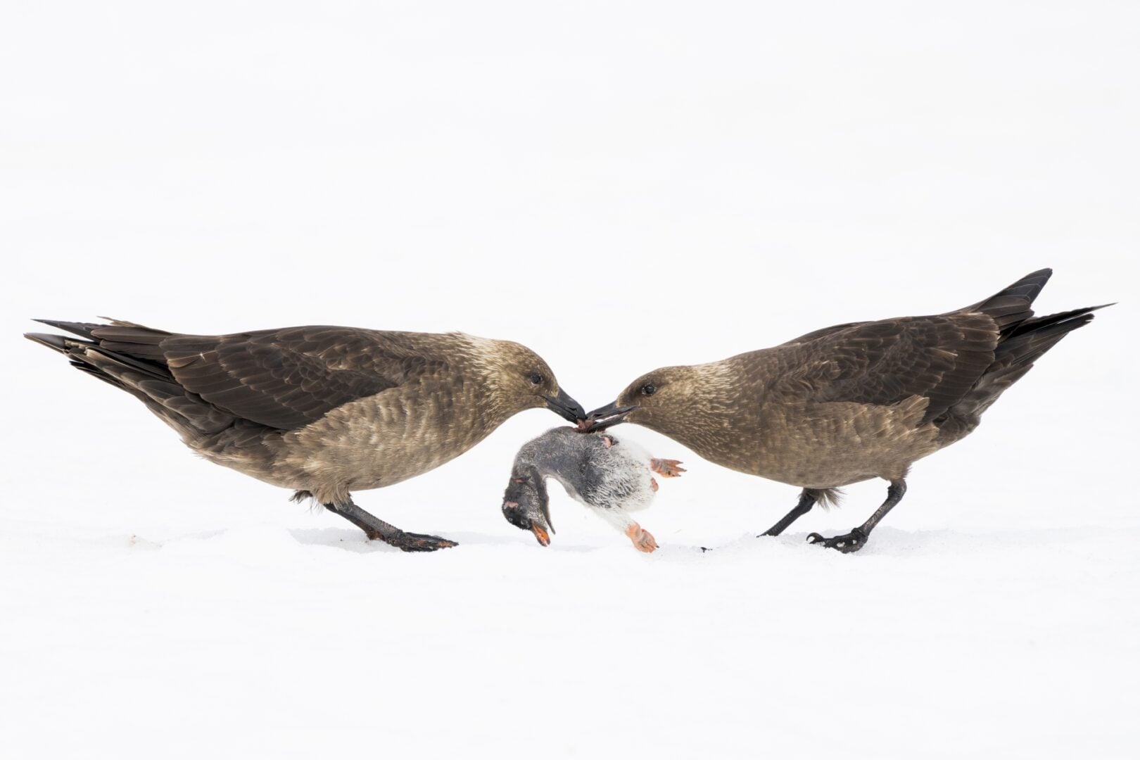 Environmental Photography Award 2026