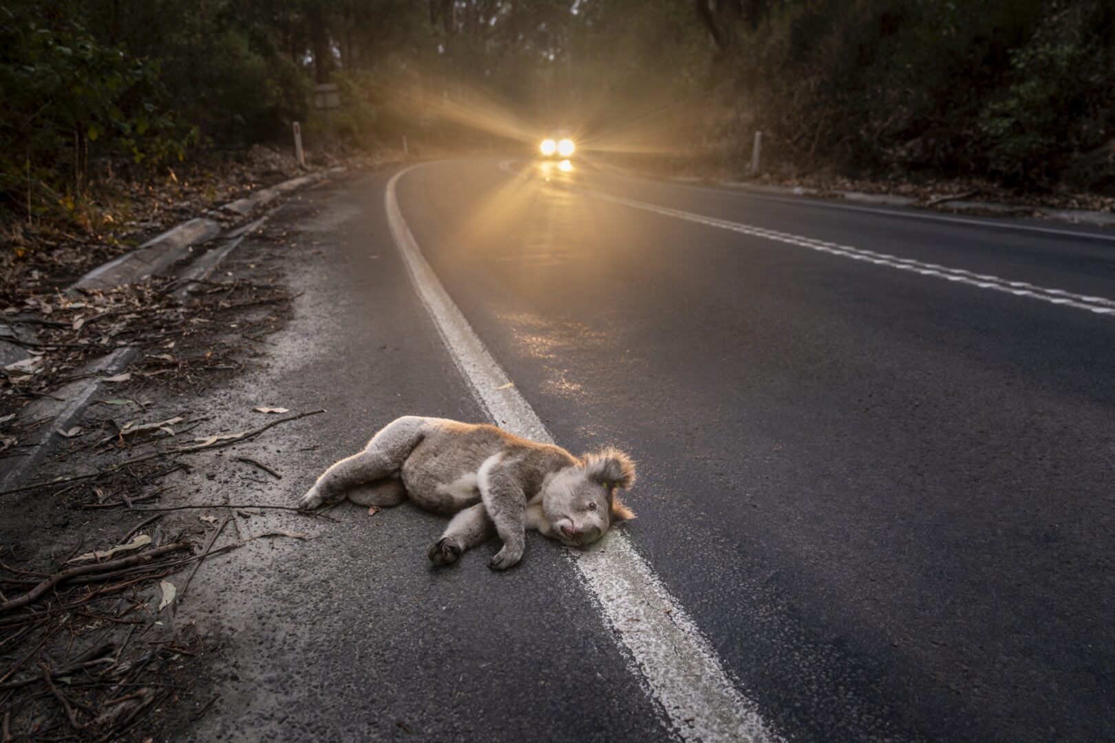 Environmental Photography Award 2026