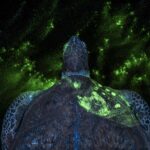 glowing turtle