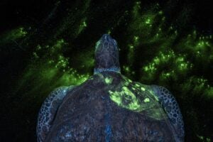 glowing turtle