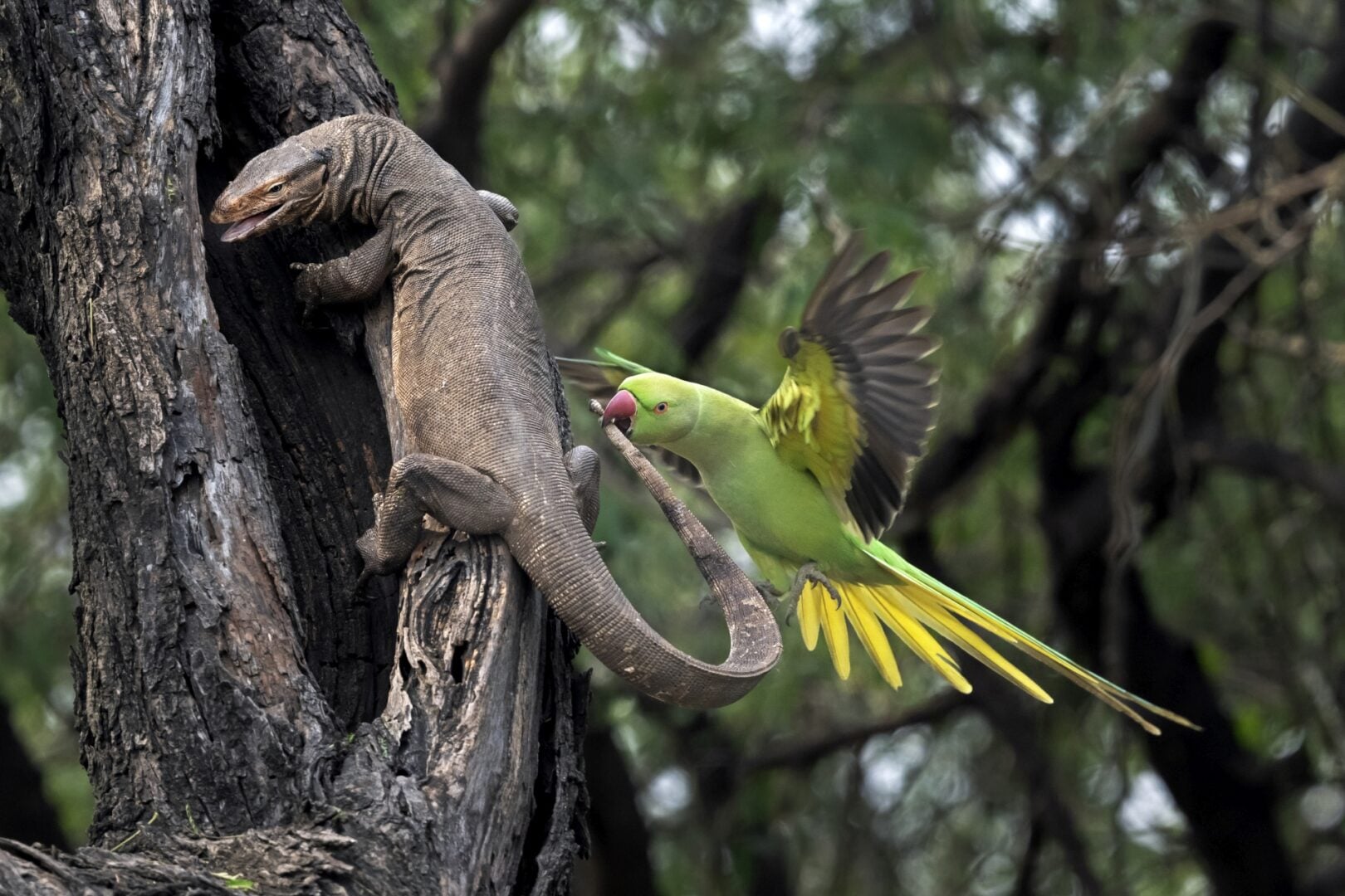 Environmental Photography Award 2026
