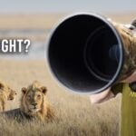 The Composition Mistakes That Are Ruining Your Wildlife Photography