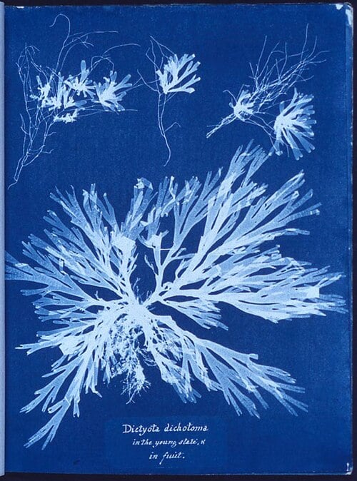 When Was Photography Invented? The Fascinating History of the First Cameras and Photographs first cyanotype print