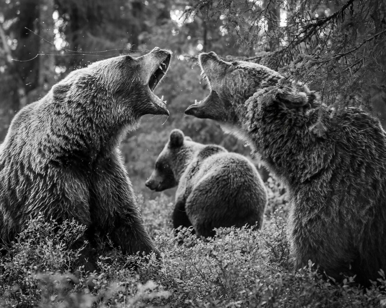 reFocus Award Winning Black and White Photograph