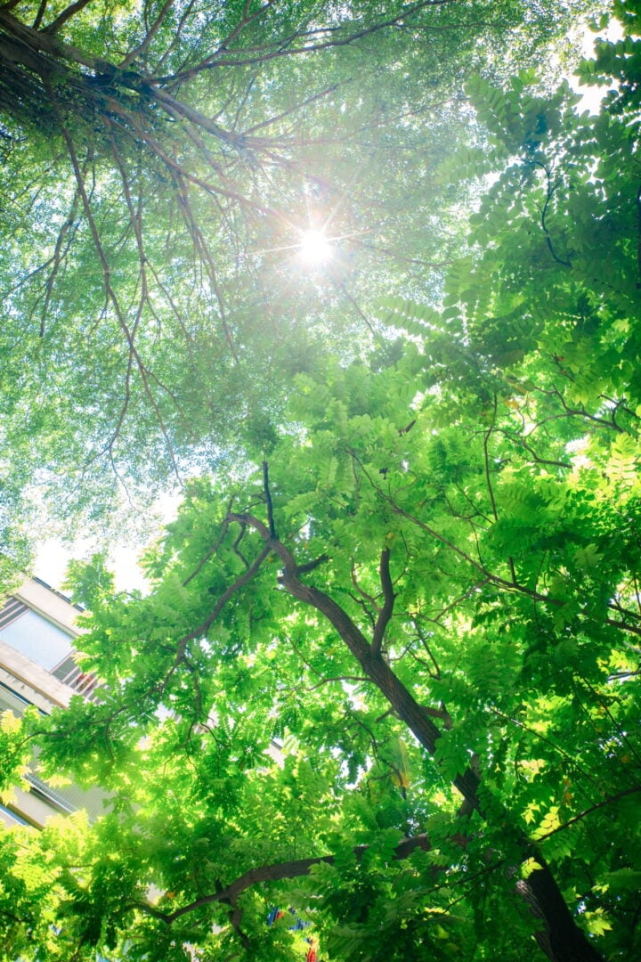 sample images pancake lens