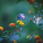 Tips for Nature Photography