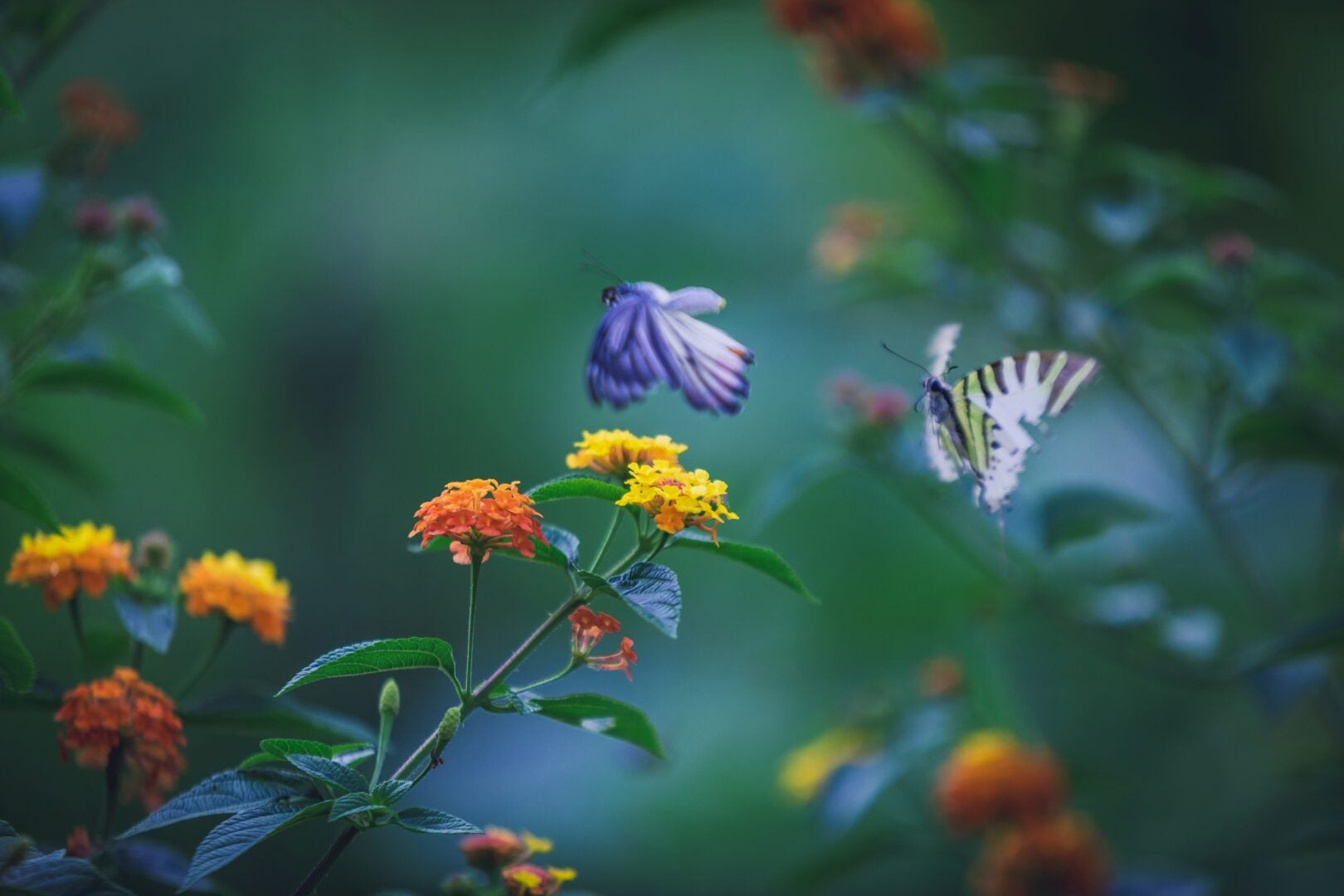 Tips for Nature Photography