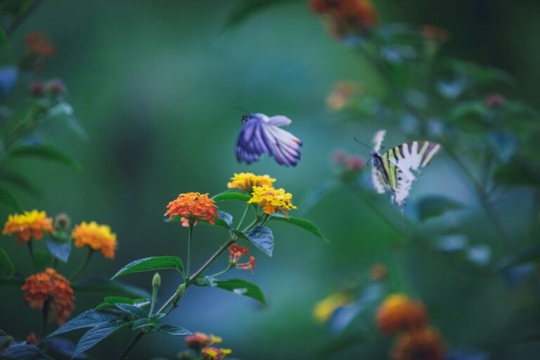 Tips for Nature Photography