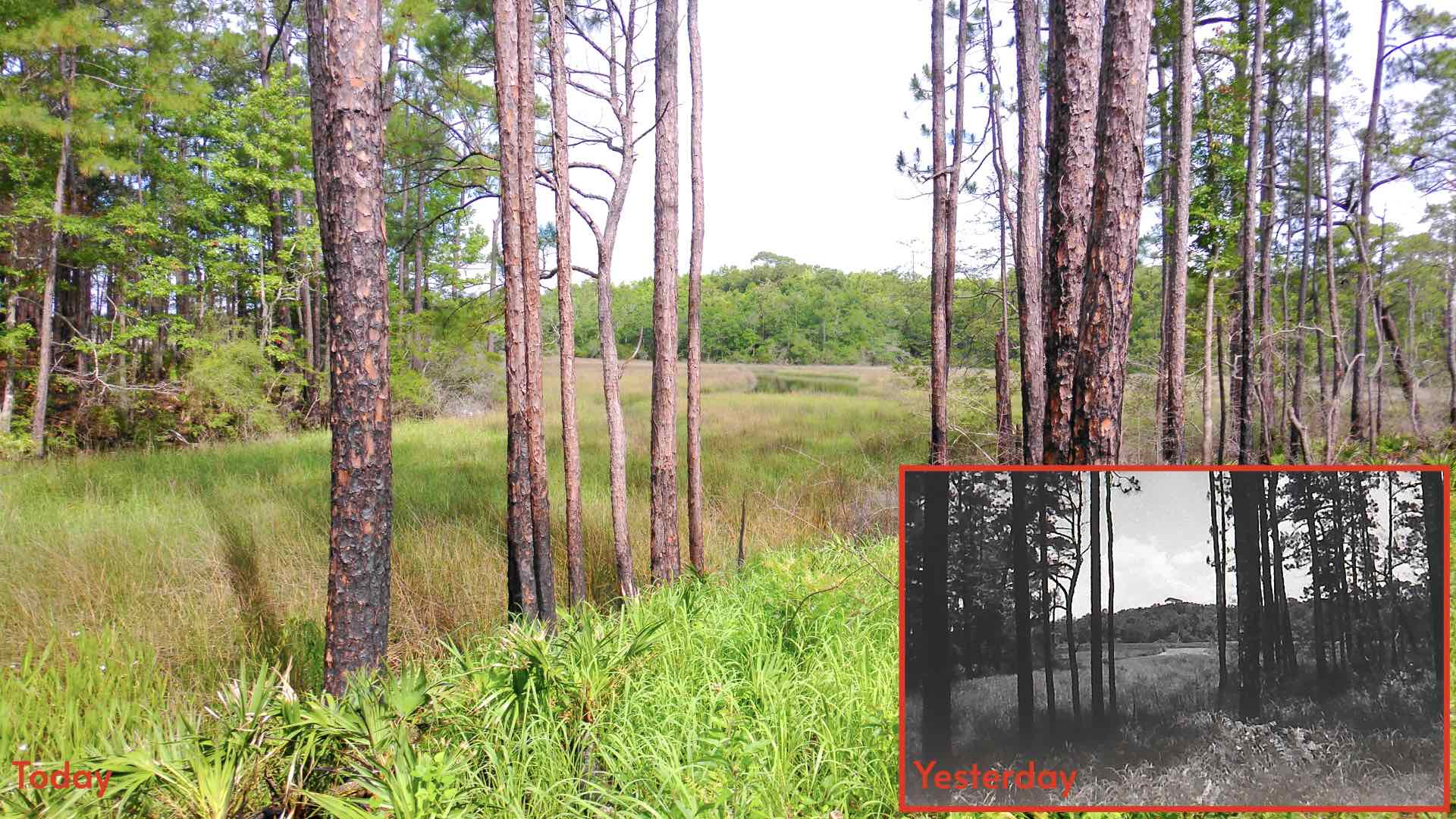Comparing old and new photographs