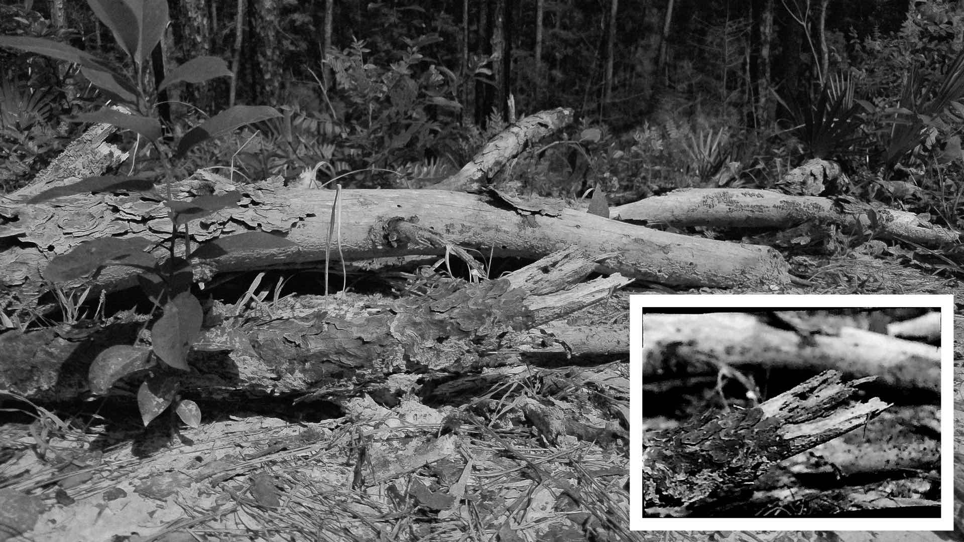 Two sample photographs