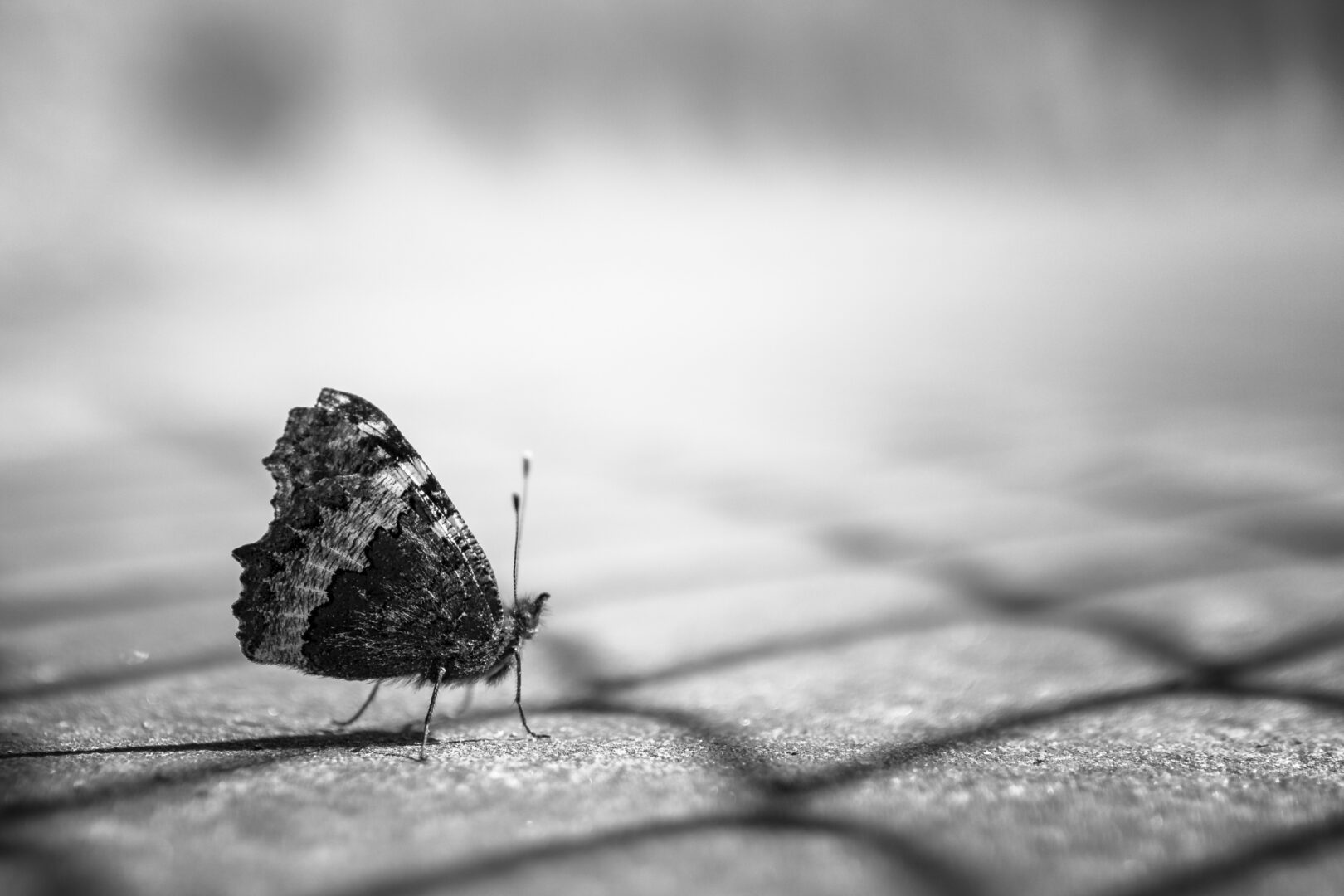 What Is Composition in Photography rule of thirds