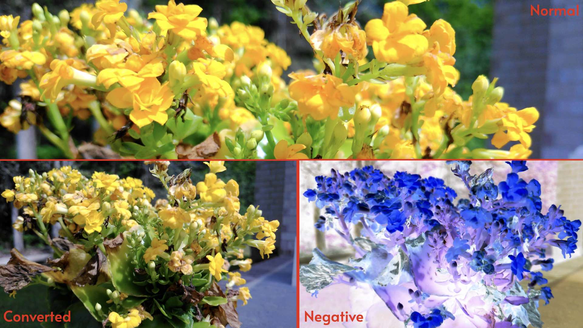 Digital negative comparison