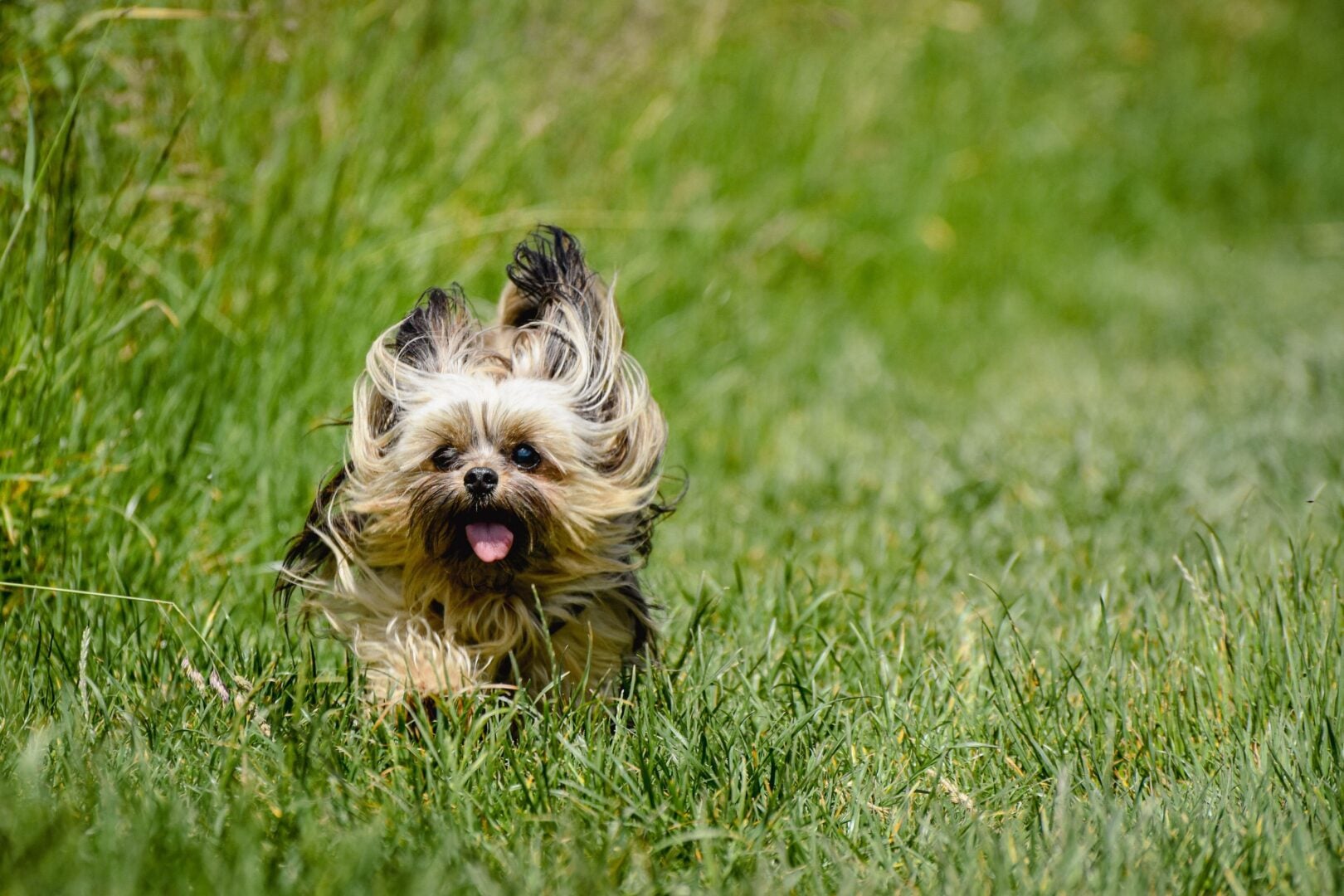 dog photography tips