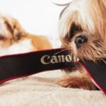 dog photography tips