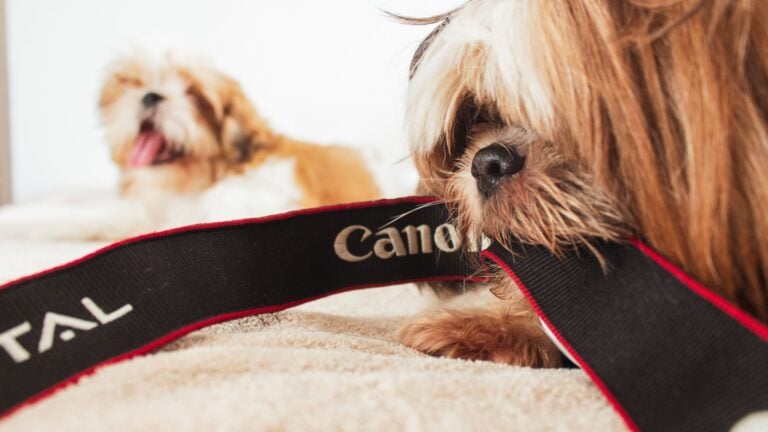 dog photography tips